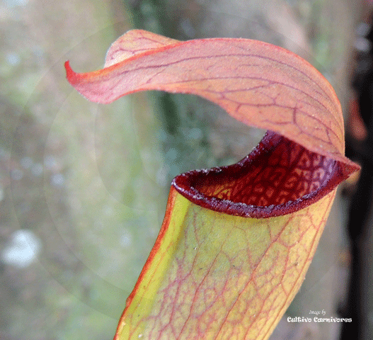 TRUMPET PITCHER:  Sarracenia Godzuki (Special Hybrid) for sale | Buy carnivorous plants and seeds online @ South Africa's leading online plant nursery, Cultivo Carnivores