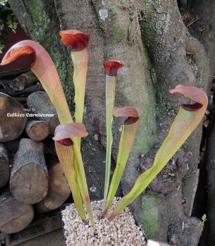 TRUMPET PITCHER:  Sarracenia Godzuki (Special Hybrid) for sale | Buy carnivorous plants and seeds online @ South Africa's leading online plant nursery, Cultivo Carnivores