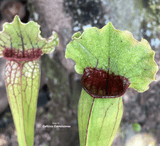TRUMPET PITCHER:  Sarracenia Cultivo's Mitchelliana Complex for sale | Buy carnivorous plants and seeds online @ South Africa's leading online plant nursery, Cultivo Carnivores