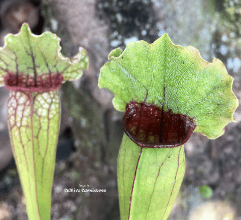 TRUMPET PITCHER:  Sarracenia Cultivo's Mitchelliana Complex for sale | Buy carnivorous plants and seeds online @ South Africa's leading online plant nursery, Cultivo Carnivores