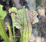 TRUMPET PITCHER:  Sarracenia Cultivo's Mitchelliana Complex for sale | Buy carnivorous plants and seeds online @ South Africa's leading online plant nursery, Cultivo Carnivores