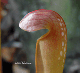TRUMPET PITCHER:  Sarracenia Minor okefenokeensis giant for sale | Buy carnivorous plants and seeds online @ South Africa's leading online plant nursery, Cultivo Carnivores