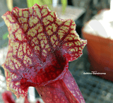 TRUMPET PITCHER:  Sarracenia Mitchelliana (Special Hybrid) for sale | Buy carnivorous plants and seeds online @ South Africa's leading online plant nursery, Cultivo Carnivores