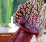 TRUMPET PITCHER:  Sarracenia Mitchelliana (Special Hybrid) for sale | Buy carnivorous plants and seeds online @ South Africa's leading online plant nursery, Cultivo Carnivores