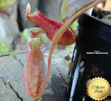 Tropical Pitcher Plant: Nepenthes (Aristolochiodes x Spectabilis) x (Spathulata x Mira) for sale | Buy carnivorous plants and seeds online @ South Africa's leading online plant nursery, Cultivo Carnivores