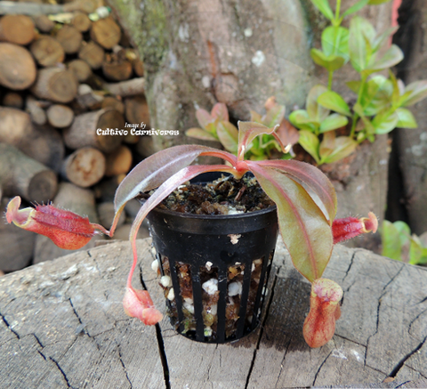 Tropical Pitcher Plant: Nepenthes (Aristolochiodes x Spectabilis) x (Spathulata x Mira) for sale | Buy carnivorous plants and seeds online @ South Africa's leading online plant nursery, Cultivo Carnivores