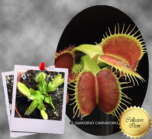 Venus flytrap B52 Canada ex Diflora * Buy online * South Africa
