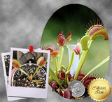 COLLECTORS ITEM 🌟 Venus Flytrap BIMBO 💎 Exact plant pictured! 📏 LRG winterbulb (8-10cm in summer)