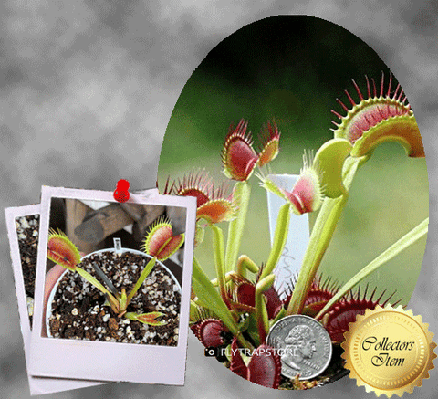 COLLECTORS ITEM 🌟 Venus Flytrap BIMBO 💎 Exact plant pictured! 📏 LRG winterbulb (8-10cm in summer)