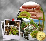 VENUS FLYTRAP: DC XL for sale | Buy carnivorous plants and seeds online @ South Africa's leading online plant nursery, Cultivo Carnivores