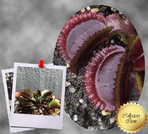 VENUS FLYTRAP: Bohemian Garnet for sale | Buy carnivorous plants and seeds online @ South Africa's leading online plant nursery, Cultivo Carnivores