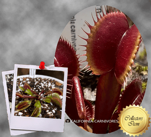 COLLECTORS ITEM 🌟 Venus Flytrap CLAYTON'S VOLCANIC RED SUNSET > Exact plant pictured