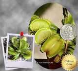 COLLECTORS ITEM 🌟 Venus Flytrap DUTCH DELIGHT > Exact plant pictured