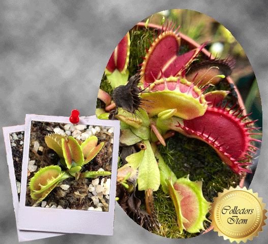 COLLECTORS ITEM 🌟 Venus Flytrap FUSED TOOTH EXTREME 💎 Exact plant pictured! 📏 L winterbulb (7-10cm in summer)