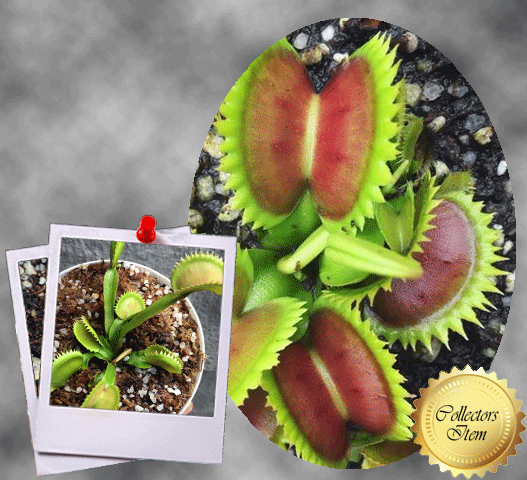 COLLECTORS ITEM 🌟 Venus Flytrap UK SAWTOOTH I 💎 C. Klein 📏 Mature XL winterbulb (10-12cm in summer)