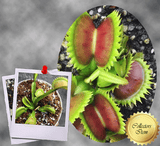 COLLECTORS ITEM 🌟 Venus Flytrap UK SAWTOOTH I 💎 Exact plant pictured! 📏 XL winterbulb (10-12cm in summer) with 1st spring traps