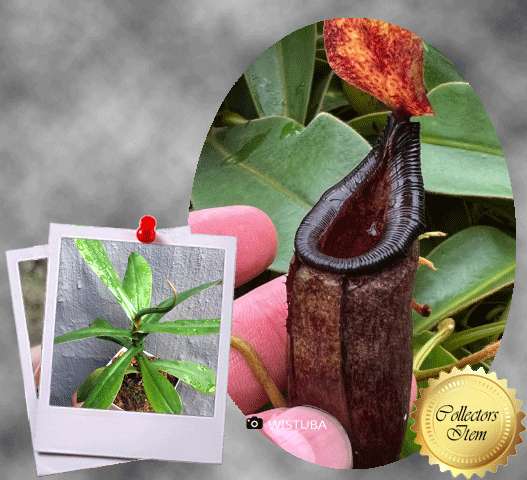 COLLECTORS ITEM 🌟 Nepenthes (Bongso x Inermis) x Sibuyanensis AW #02 > Exact plant pictured