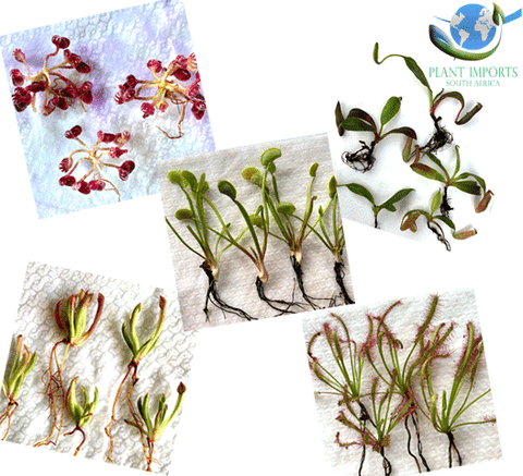 ✅ ✅ Carnivorous plants for WHOLESALE * Assorted * Bareroot