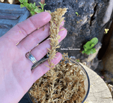 LONG FIBER SPHAGNUM MOSS:  Besgrow Spagmoss, New Zealand * Premium grade squares