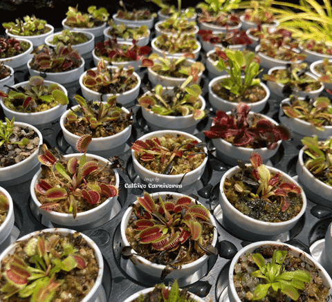 BUG-MUNCHING MINI's for Connoisseurs 💎 VENUS FLYTRAPS with ID (Cultivo Exclusive)