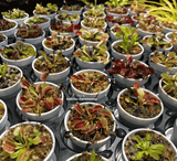 ⛱️ SUMMER BASH SALE ☀️ 20% OFF on 3 x BUG-MUNCHING MINI's for connoisseurs:  VENUS FLYTRAPS with ID (Labeled, random selection)