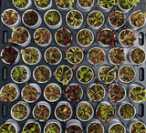 ⛱️ SUMMER BASH SALE ☀️ 20% OFF on 3 x BUG-MUNCHING MINI's for connoisseurs:  VENUS FLYTRAPS with ID (Labeled, random selection)