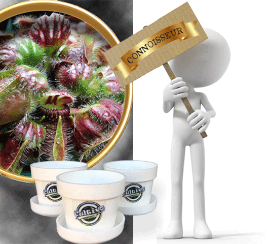 Bug-munching mini's cephalotus follicularis with ID * Buy albany pitchers and other carnivorous plants online @ Cultivo Carnivores, South Africa