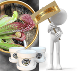 Bug-munching mini's Psittacina with ID * Buy parrot pitchers and other carnivorous plants online @ Cultivo Carnivores, South Africa