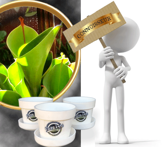 Bug-munching mini's heliamphora with ID * Buy sun pitchers and other carnivorous plants online @ Cultivo Carnivores, South Africa