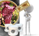 Bug-munching mini's Sarracenia with ID * Trumpet pitchers and other carnivorous plants for sale @ Cultivo Carnivores, South Africa