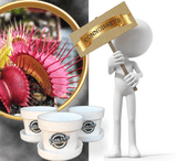 Buy Bug-munching mini venus flytraps with ID * Venus fly traps and other carnivorous plants for sale @ Cultivo Carnivores, South Africa