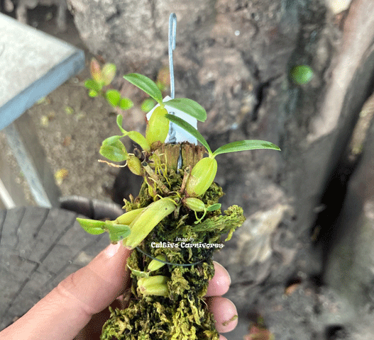 MINI ORCHIDS FOR TERRARIUMS:  Bulbophyllum Oreonastes
