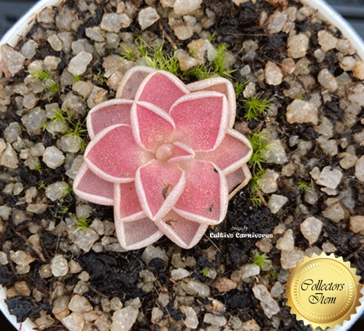 BUTTERWORT (Mexican): Pinguicula Ehlersiae loc Tolantongo, Mexico summer growth for sale | Buy carnivorous plants and seeds online @ South Africa's leading online plant nursery, Cultivo Carnivores
