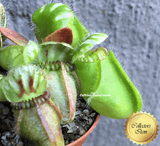 RARE! COLLECTORS ITEM:  Cephalotus Follicularis Holland clone > Exact plant pictured