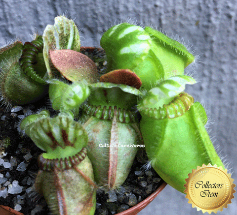 RARE! COLLECTORS ITEM:  Cephalotus Follicularis Holland clone > Exact plant pictured