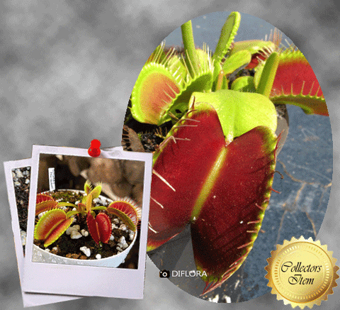 VENUS FLYTRAP: PRO giant for sale | Buy carnivorous plants and seeds online @ South Africa's leading online plant nursery, Cultivo Carnivores