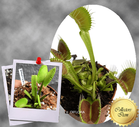 COLLECTORS ITEM 🌟 Venus Flytrap DINGLEY GIANT 💎 Exact plant pictured! 📏 XL winterbulb (8-12cm in summer)