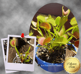 COLLECTORS ITEM 🌟 Venus Flytrap G14 x G16 > Exact plant pictured