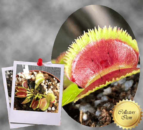 COLLECTORS ITEM 🌟 Venus Flytrap LUNATIC FRINGE 💎 Exact plant pictured! 📏 MED winterbulb (5-8cm in summer)