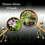SEEDS: Sundew > Drosera Aliciae for sale | Buy carnivorous plants and seeds online @ South Africa's leading online plant nursery, Cultivo Carnivores