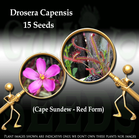 SEEDS: Sundew > Drosera Capensis Red form for sale | Buy carnivorous plants and seeds online @ South Africa's leading online plant nursery, Cultivo Carnivores