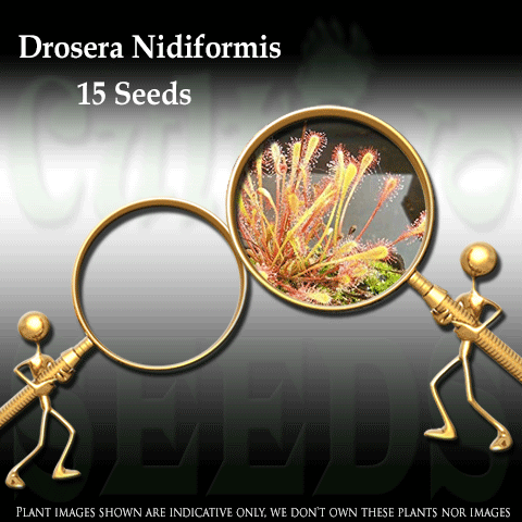 SEEDS: Sundew > Drosera Nidiformis for sale | Buy carnivorous plants and seeds online @ South Africa's leading online plant nursery, Cultivo Carnivores