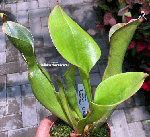 Heliamphora Nutans (Giant form) • Mature, Flowering size • Wistuba Clone 1