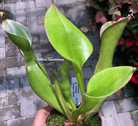 SPECIAL IMPORT 🌟 Heliamphora Nutans (Giant form) ex Wistuba 📏 Flowering size