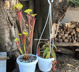 POTS & PLANTERS: Modern Plastic Planter with tray for sale | Buy carnivorous plants and seeds online @ South Africa's leading online plant nursery, Cultivo Carnivores