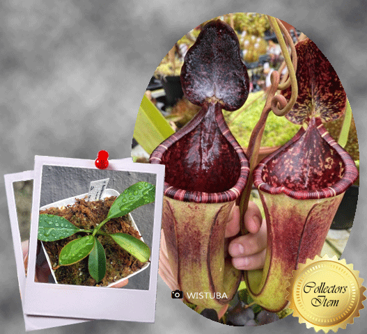 Nepenthes Burbidgeae x Lowii · Seed grown tropical pitcher · Wistuba