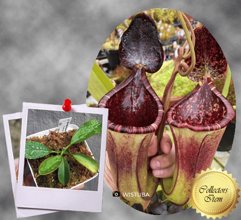 COLLECTORS ITEM 🌟 Nepenthes Burbidgeae x Lowii AW #25 > Exact plant pictured