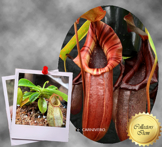 COLLECTORS ITEM 🌟 Nepenthes Burkei x Robcantleyi * Borneo Exotics 📏 14-16cm > Exact plant pictured