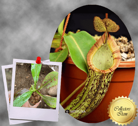 COLLECTORS ITEM 🌟 Nepenthes Chaniana x Spectabilis (Giant Bandahara) AW 📏 25-28cm > Exact plant pictured