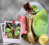 SPECIAL IMPORT 🌟 Nepenthes Clipeata ex Wistuba 📏 14-16cm
